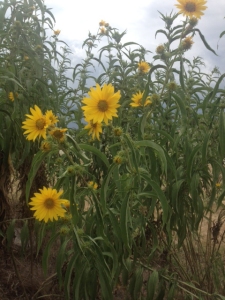 A wild sunflower sways under the stormy Oklahoma sky. 